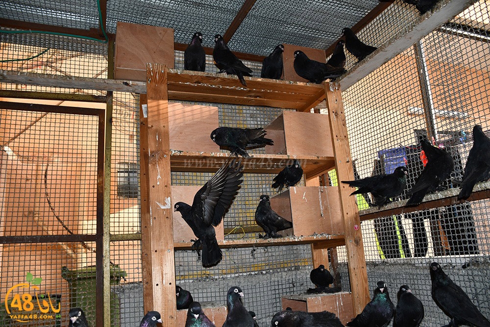 zohdi 3ashoor (72).jpeg